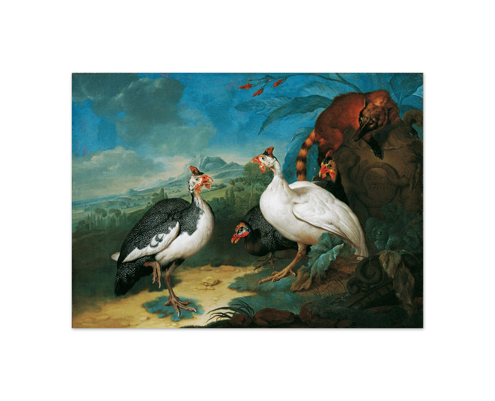 Pearl chickens and Coatis by Philipp Ferdinand de Hamilton - Compact / Full Bleed / No Frame