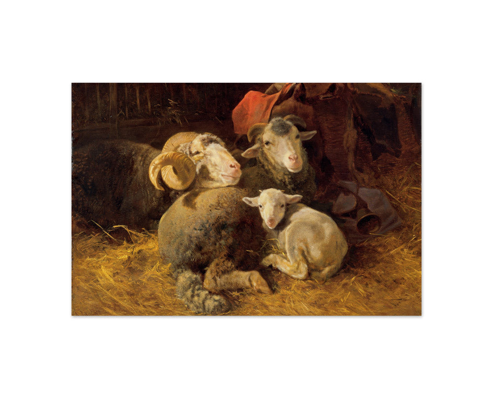 Sheep in the Stable by Anton Schrödl - Compact / Full Bleed / No Frame