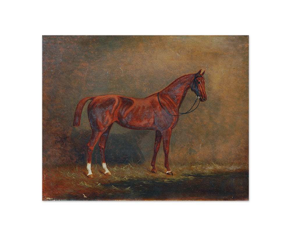 Portrait of a Riding Horse by Monogrammist A. G. - Compact / Full Bleed / No Frame