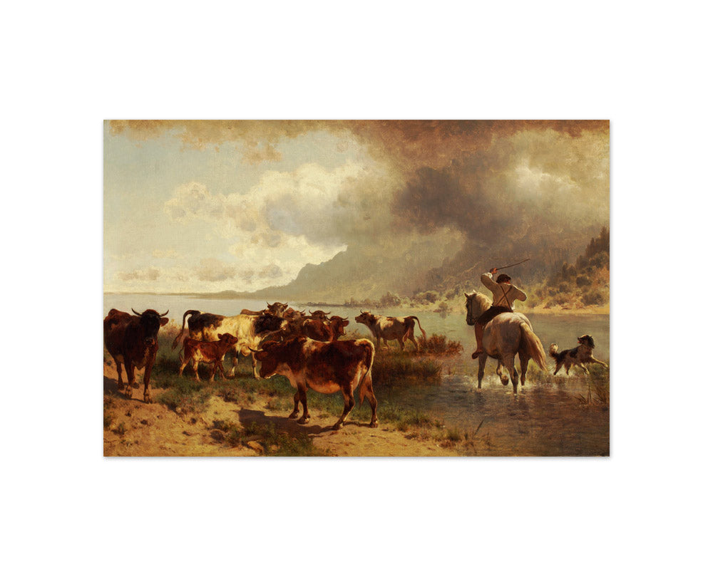 Herd of cattle on a lakeshore by Conrad Bühlmayer - Compact / Full Bleed / No Frame