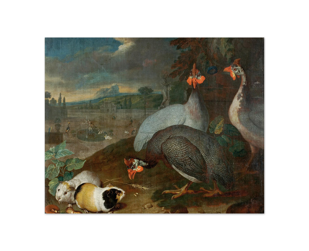 Guinea Fowl with Guinea Pigs by Philipp Ferdinand de Hamilton - Compact / Full Bleed / No Frame
