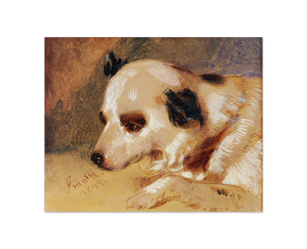 Dog's Head by Johann Matthias Ranftl - Compact / Full Bleed / No Frame