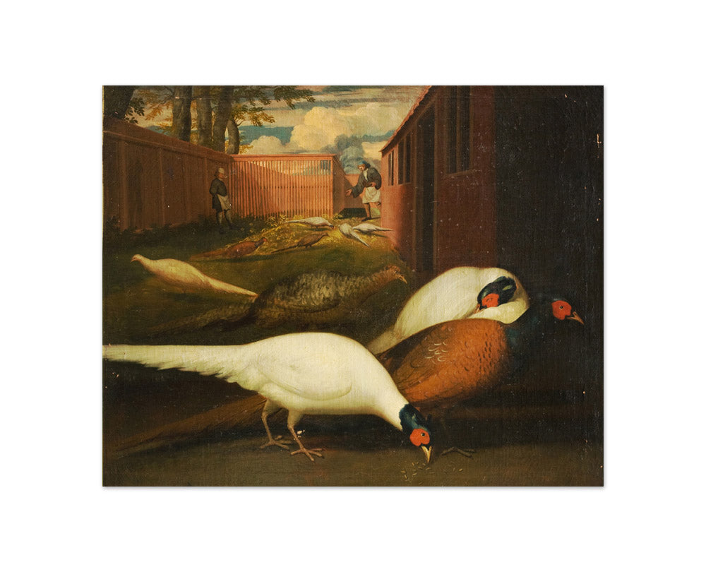 Pheasants in an Enclosure by Unknown - Compact / Full Bleed / No Frame