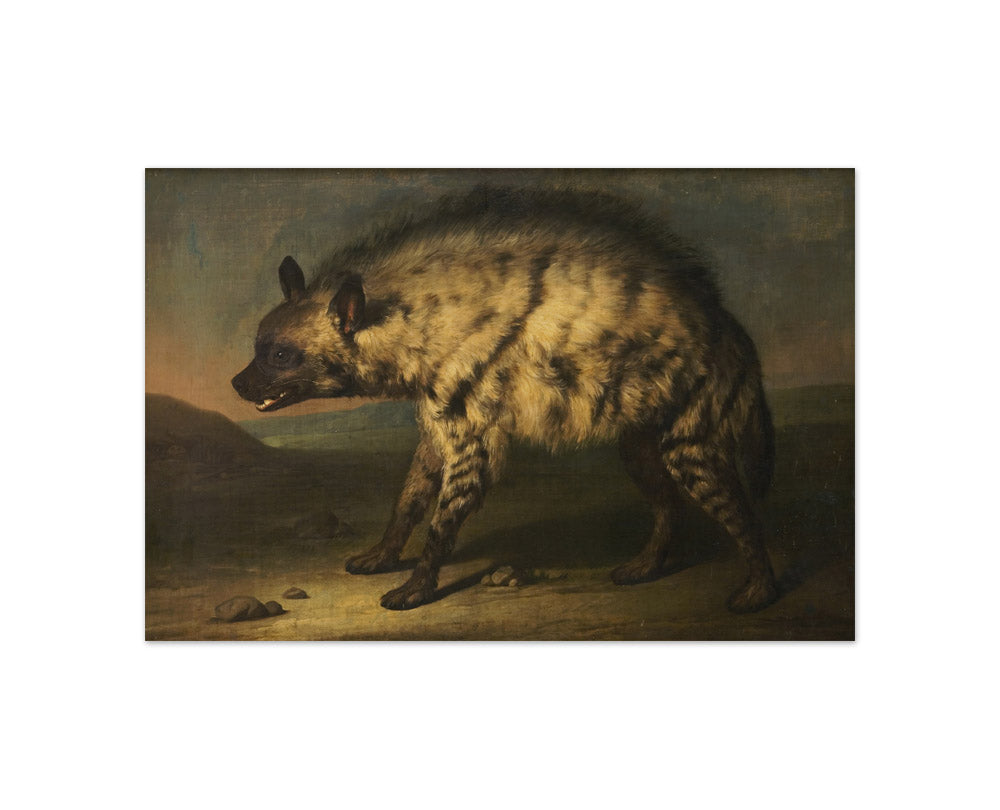 The Hyena in the Menagerie at Frederiksberg Palace by Jens Juel - Compact / Full Bleed / No Frame