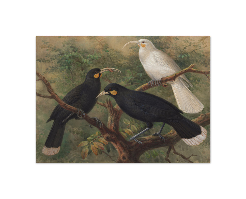 Three huia (Heteralocha acutirostris) by Johannes Keulemans - Compact / Full Bleed / No Frame