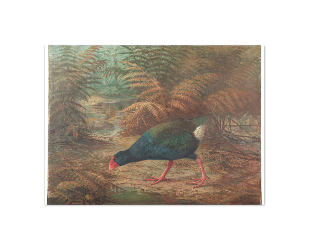 A moho takahe (Notornis mantelli) by Johannes Keulemans - Compact / Full Bleed / No Frame
