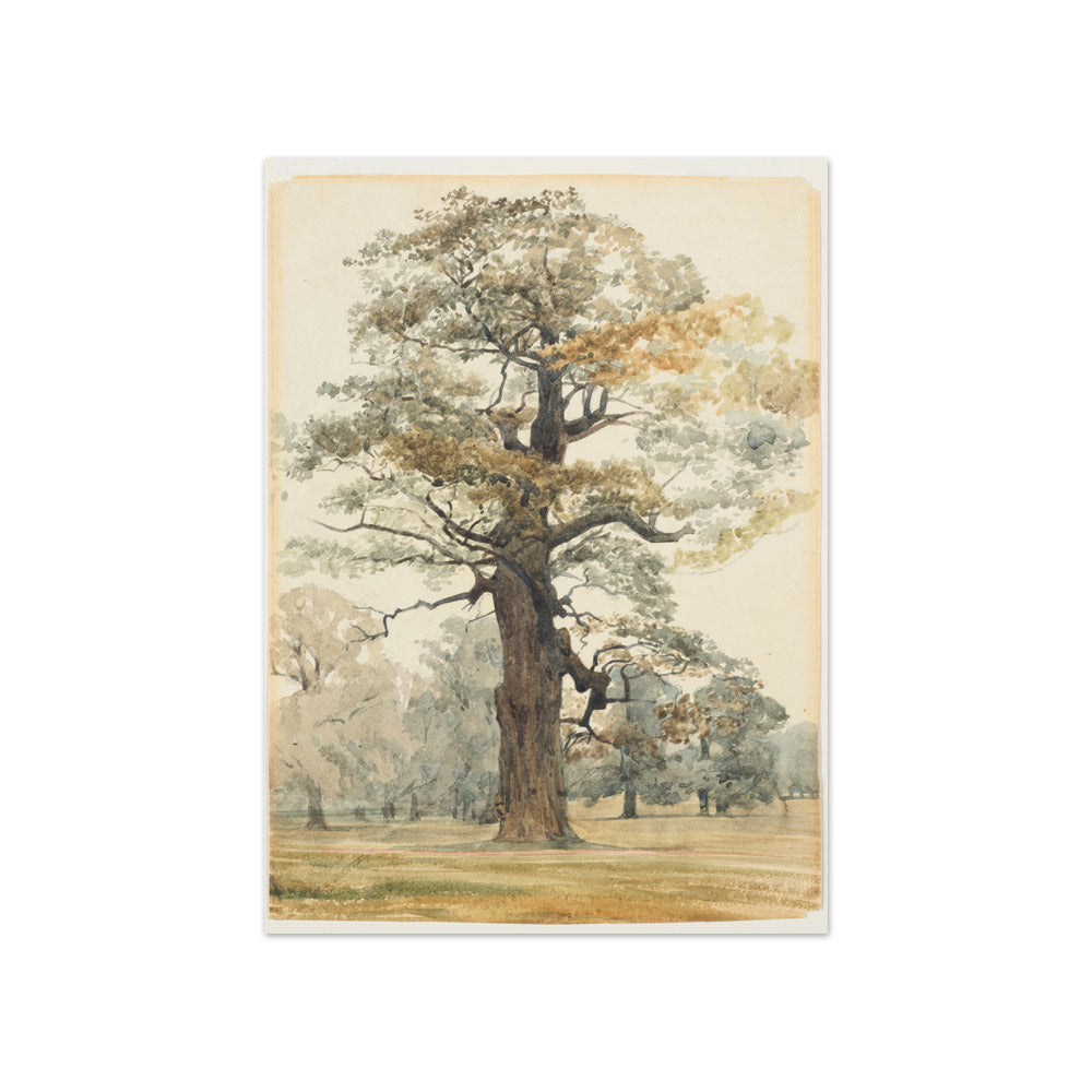 Oak in Kettlestone Park by James Crowe Richmond - Compact / Full Bleed / No Frame