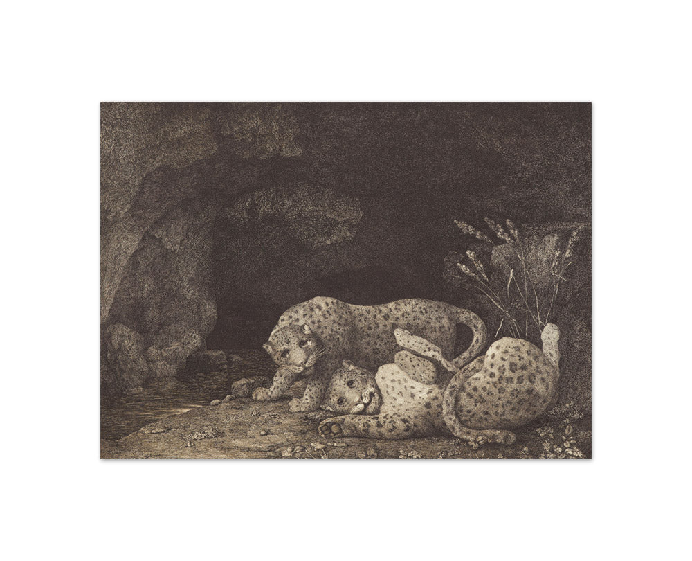 Tygers at play by George Stubbs - Compact / Full Bleed / No Frame