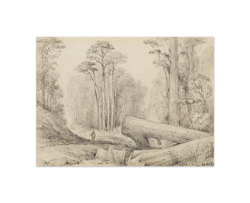 Hutt Road, round the first gorge, looking down by William Swainson FLS FRS - Compact / Full Bleed / No Frame