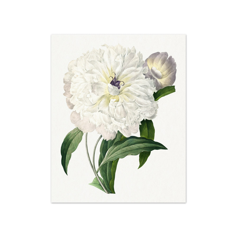 Pierre-Joseph Redouté - Peony from Choix des plus belles fleurs - Compact / Full Bleed / No Frame