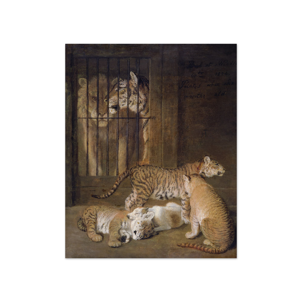 Jacques–Laurent Agasse - Group of Whelps Bred between a Lion and a Tigress - Compact / Full Bleed / No Frame