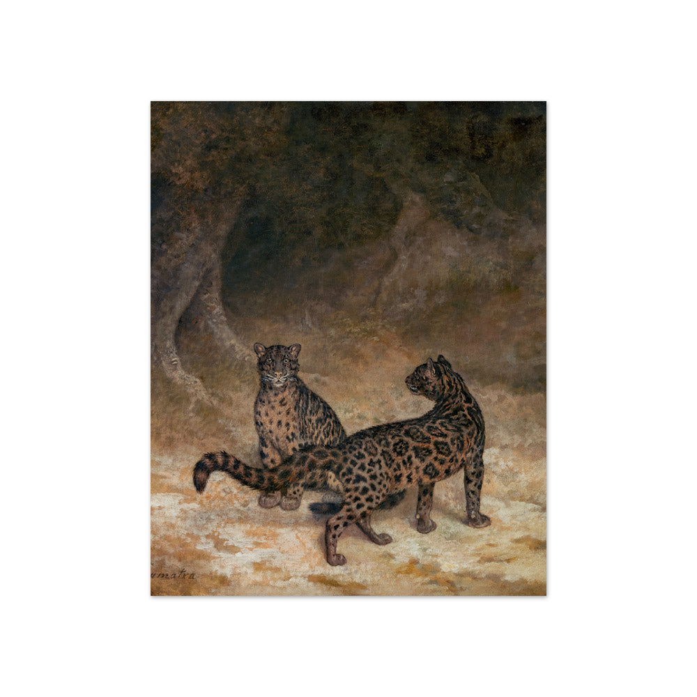 Jacques–Laurent Agasse - Clouded Leopards - Compact / Full Bleed / No Frame