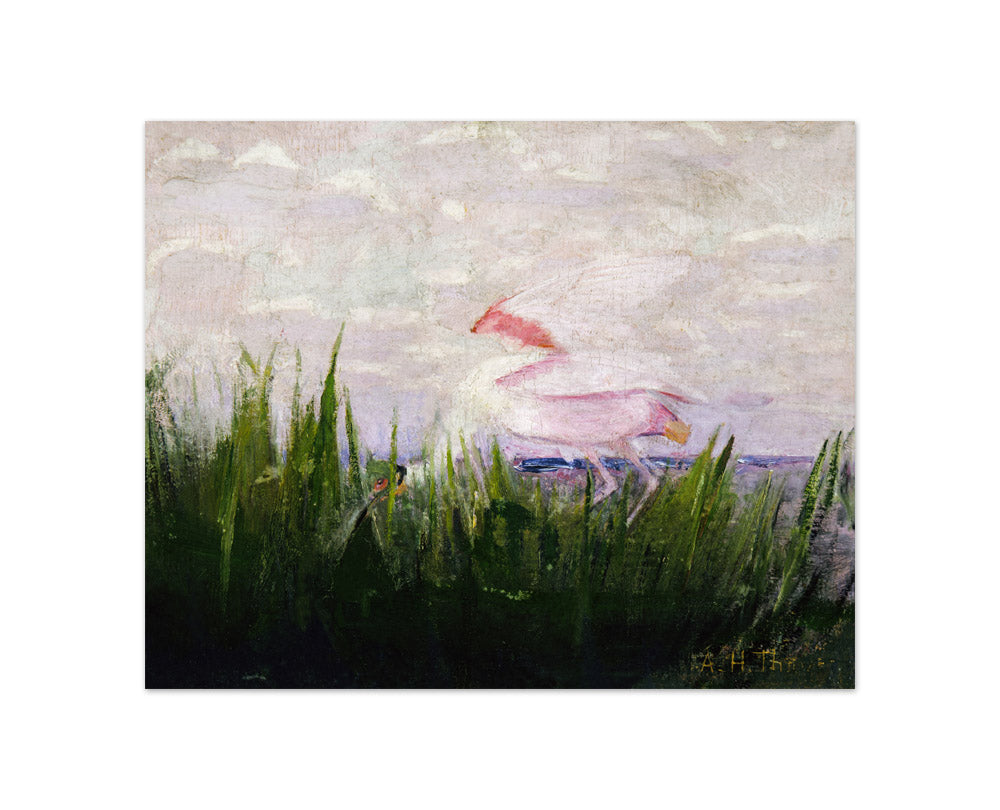 Abbott Handerson Thayer - Roseate Spoonbill - Compact / Full Bleed / No Frame