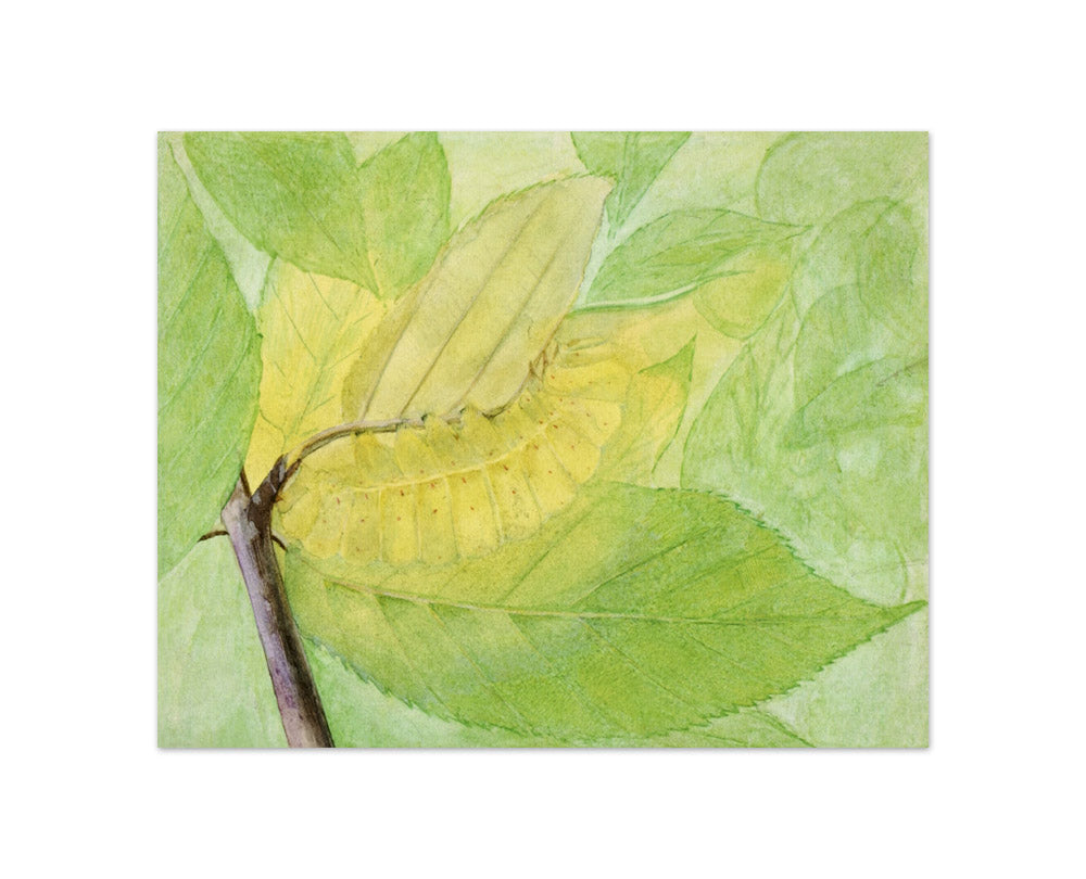 Abbott Handerson Thayer - Lunar Caterpillar - Compact / Full Bleed / No Frame