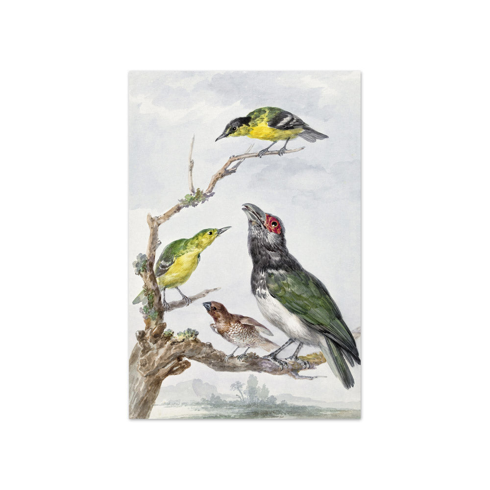 Aert Schouman - Four Different Birds on a Branch - Compact / Full Bleed / No Frame