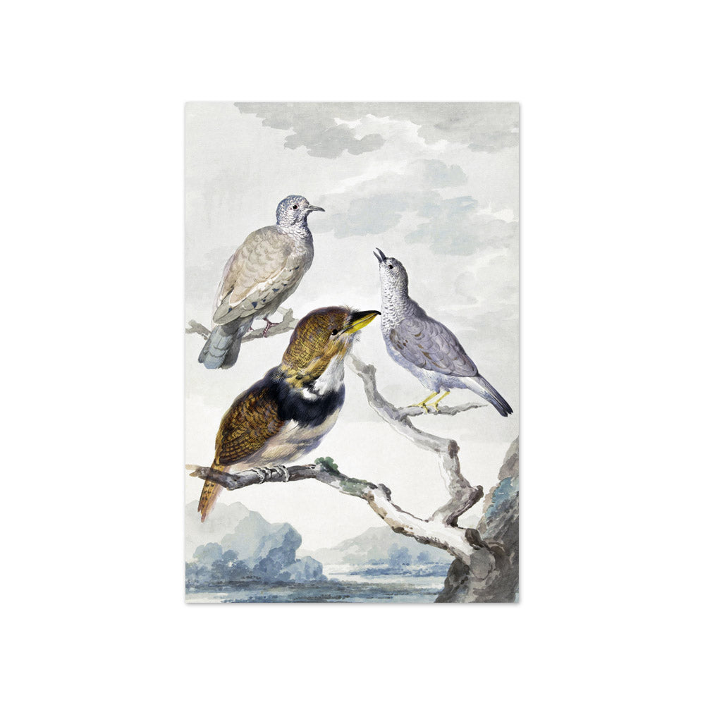 Aert Schouman - Three birds, two Inca Pigeons and a collared bearded cuckoo - Compact / Full Bleed / No Frame