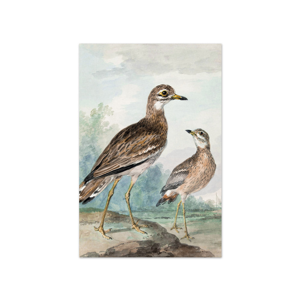 Aert Schouman - Stone-curlew - Compact / Full Bleed / No Frame