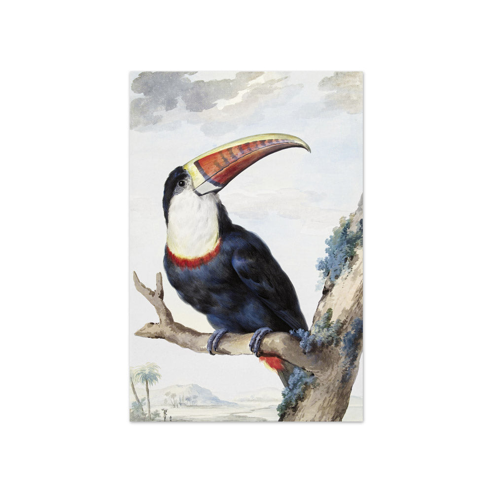 Aert Schouman - Red-billed Toucan - Compact / Full Bleed / No Frame