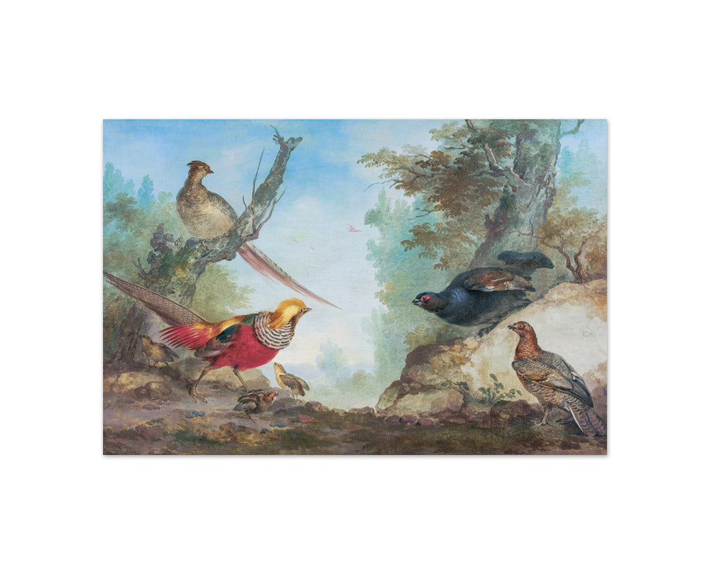 Aert Schouman - Pheasants - Compact / Full Bleed / No Frame