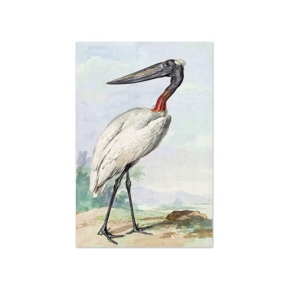 Aert Schouman - Jabiru - Compact / Full Bleed / No Frame
