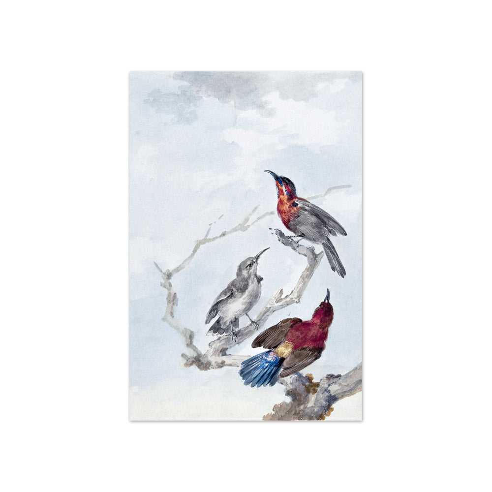 Aert Schouman - Three Crimson Sunbirds - Compact / Full Bleed / No Frame