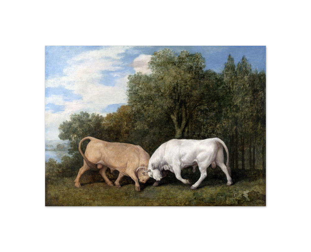 George Stubbs - Bulls Fighting - Compact / Full Bleed / No Frame