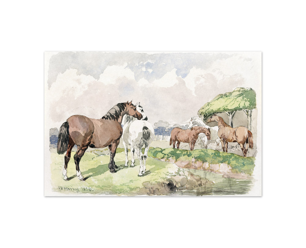 John Frederick Herring - Five Horses near a Brook - Compact / Full Bleed / No Frame
