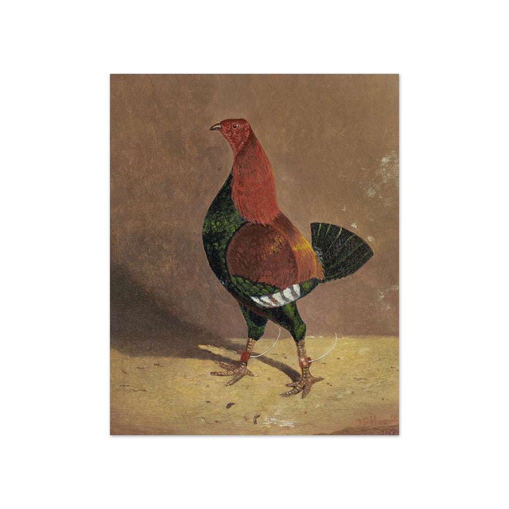 John Frederick Herring - Fighting Cocks - Compact / Full Bleed / No Frame