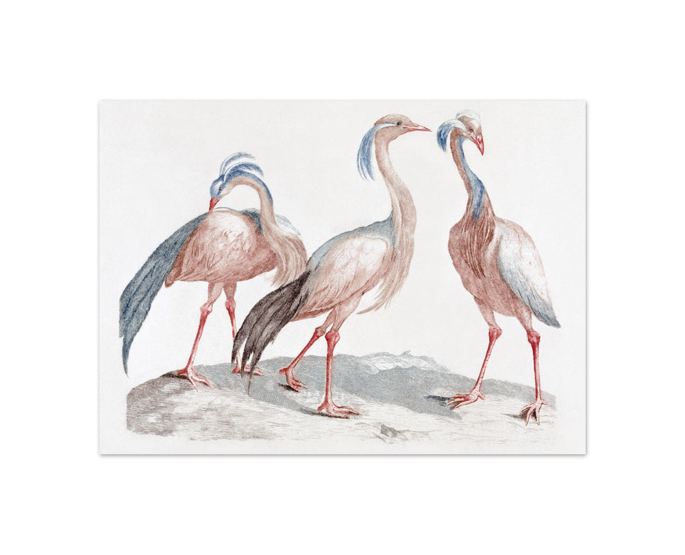 Johan Teyler - Miss Crane Birds - Compact / Full Bleed / No Frame