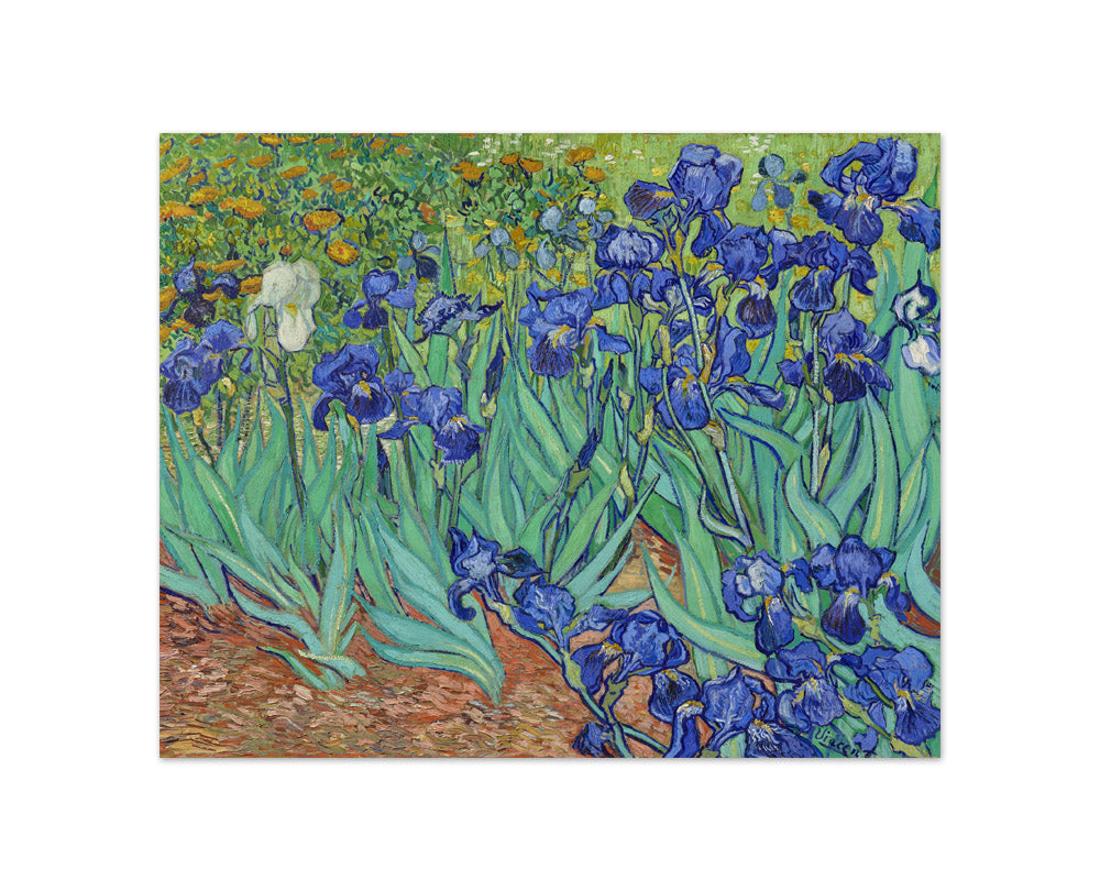 Vincent Van Gogh - Irises - Compact / Full Bleed / No Frame