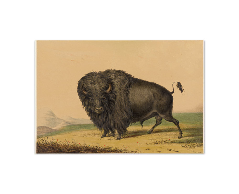 George Catlin - The American Buffalo - Compact / Full Bleed / No Frame