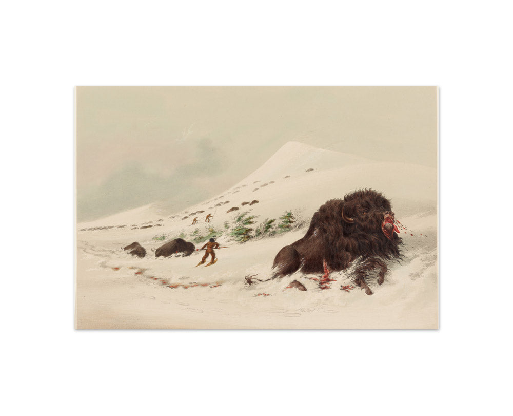 George Catlin - Buffalo Hunt, Dying Buffalo Bull, in Snow Drift - Compact / Full Bleed / No Frame