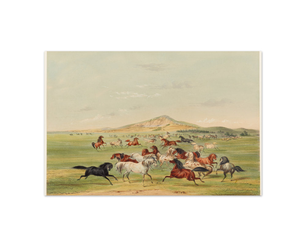 George Catlin - Wild Horses at Play - Compact / Full Bleed / No Frame