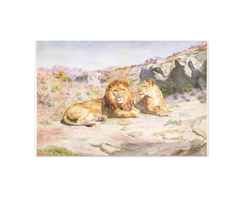 Rosa Bonheur - Lion and Lioness in Landscape - Compact / Full Bleed / No Frame
