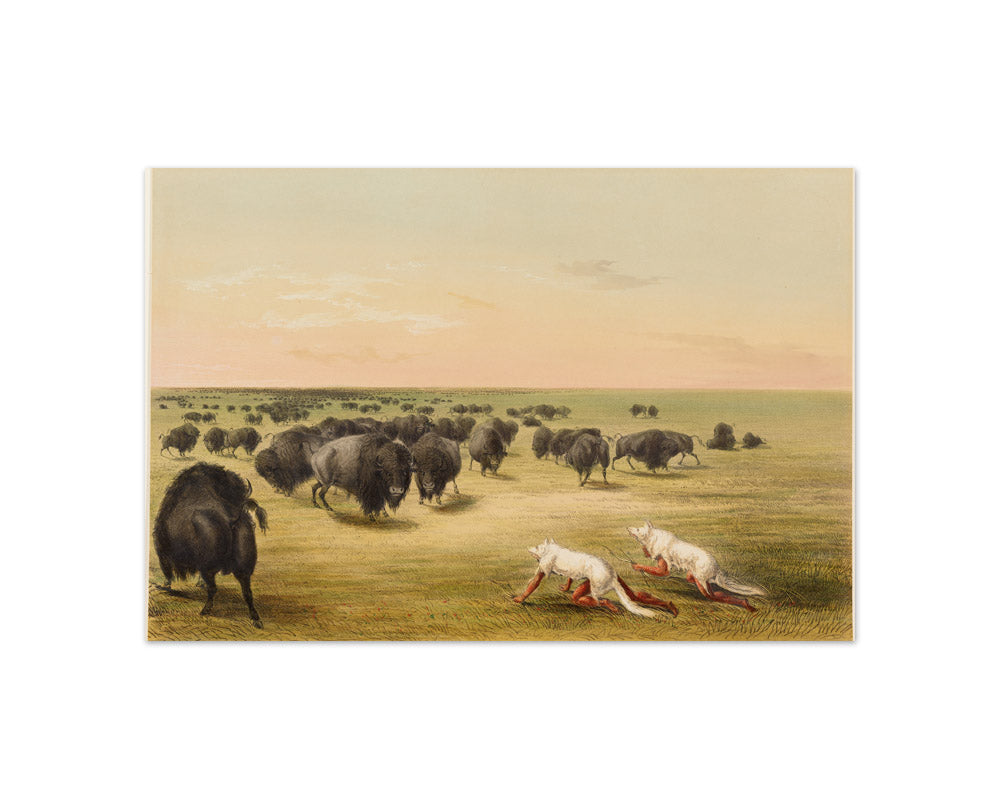 George Catlin - Buffalo Hunt, Under the White Wolf Skin - Compact / Full Bleed / No Frame