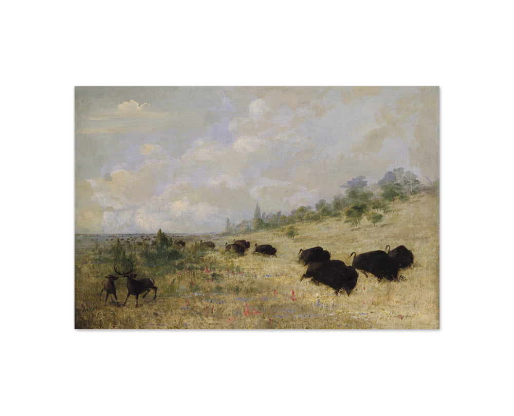 George Catlin - Elk and Buffalo Grazing among Prairie Flowers, Texas - Compact / Full Bleed / No Frame
