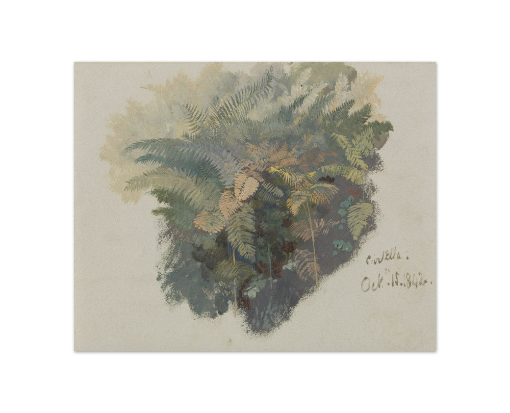 Edward Lear - A Study of Ferns, Civitella - Compact / Full Bleed / No Frame