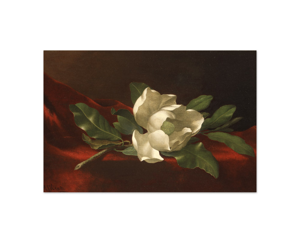 Martin Johnson Heade - Magnolia - Compact / Full Bleed / No Frame
