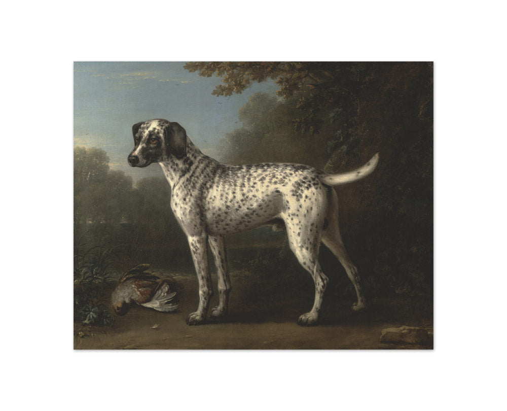 John Wootton - A Grey Spotted Hound - Compact / Full Bleed / No Frame