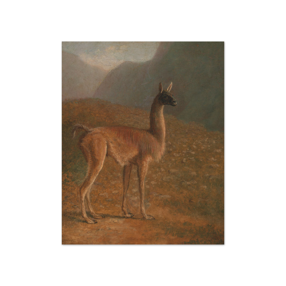 Jacques–Laurent Agasse - Guanaco - Compact / Full Bleed / No Frame