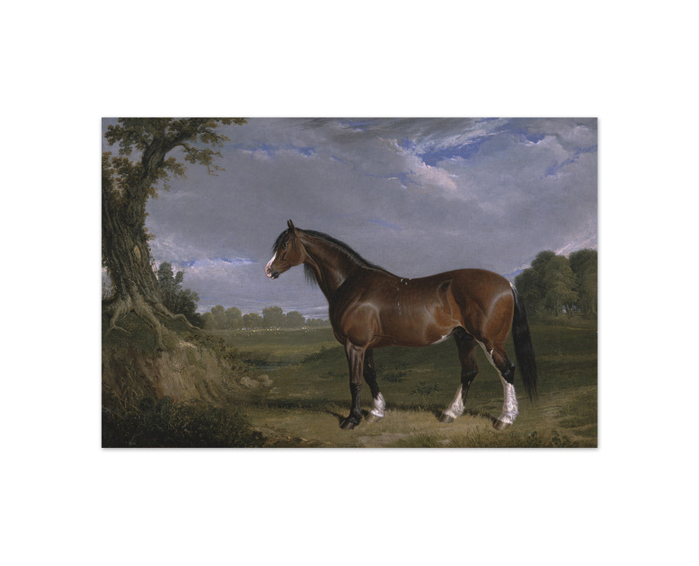 John Frederick Herring - A Clydesdale Stallion - Compact / Full Bleed / No Frame