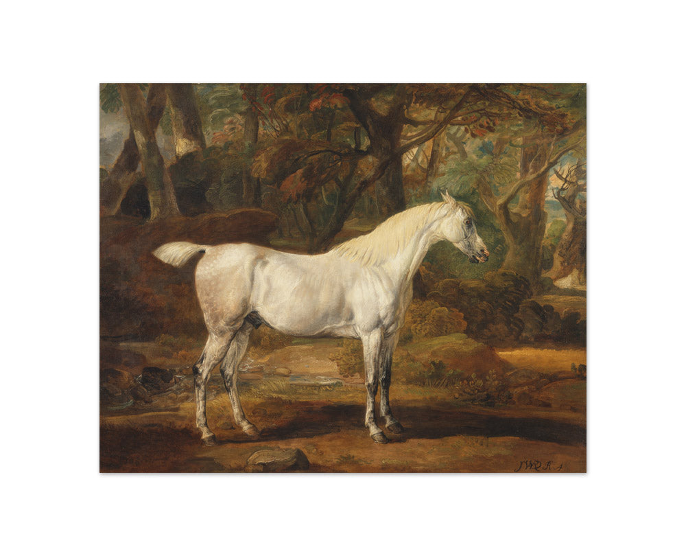 James Ward - Grey Arabian Stallion, the Property of Sir Watkin Williams-Wynn - Compact / Full Bleed / No Frame