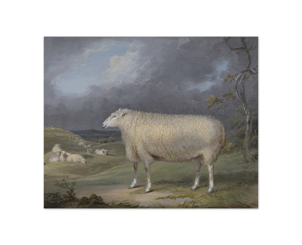 James Ward - A Border Leicester Ewe - Compact / Full Bleed / No Frame