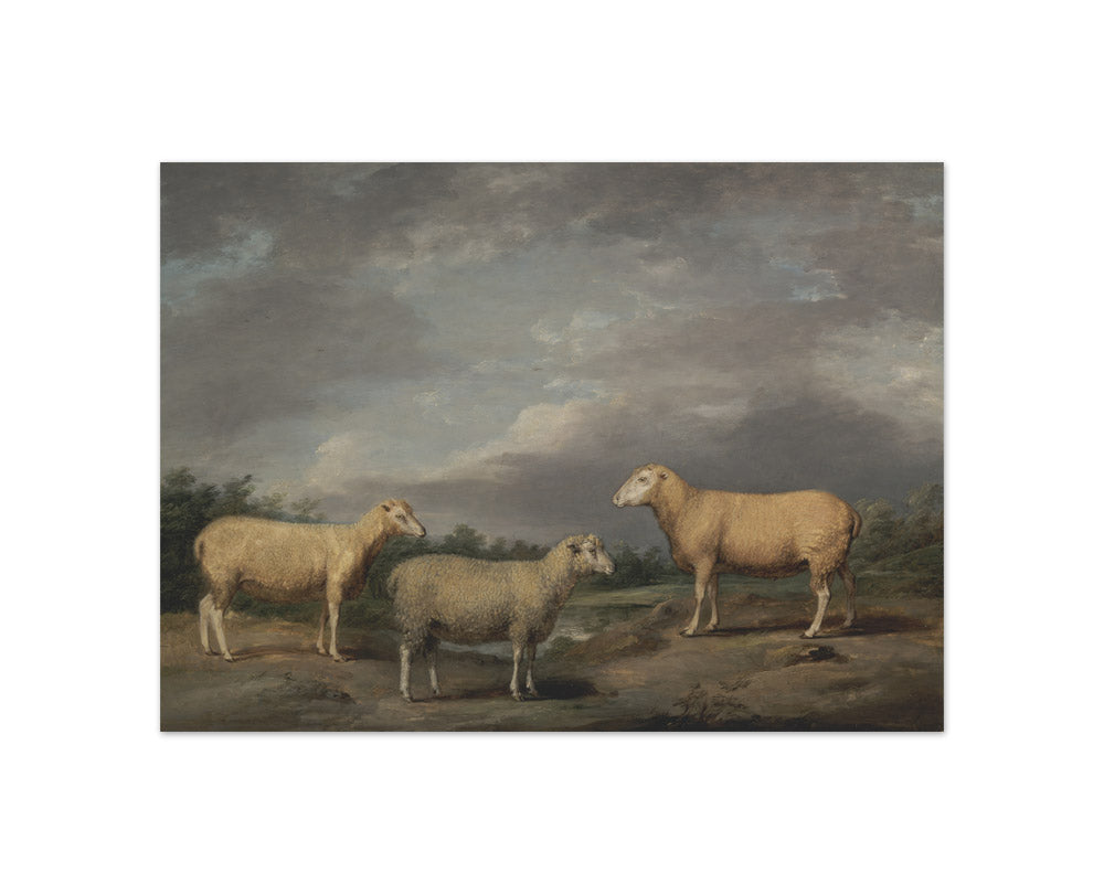 James Ward - Ryelands Sheep, the King's Ram, the King's Ewe and Lord Somerville's Wether - Compact / Full Bleed / No Frame