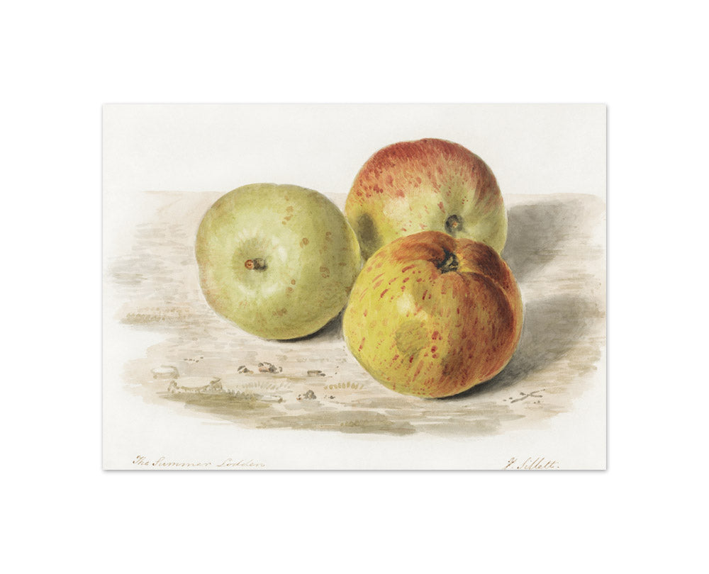 James Sillett - The Summer Lodden - Compact / Full Bleed / No Frame