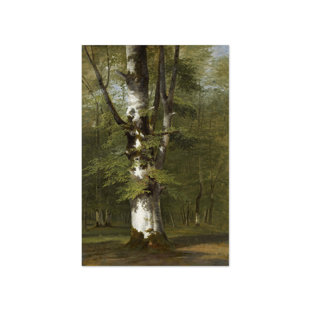 Achille-Etna Michallon - Study of a Tree - Compact / Full Bleed / No Frame
