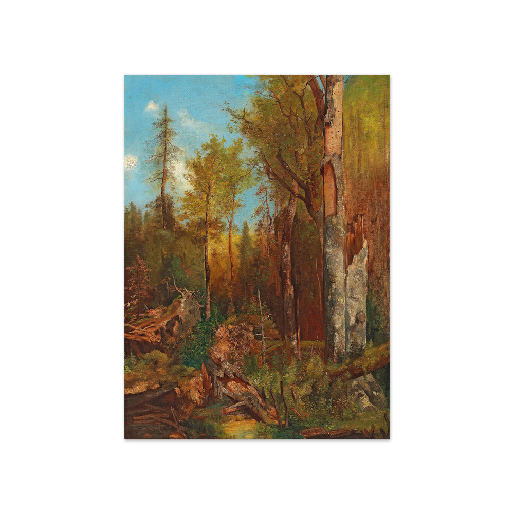 Adolf Obermüllner - From the Forests of Prince Schwarzenberg - Compact / Full Bleed / No Frame