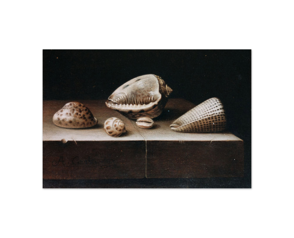 Adriaen Coorte - Still Life with Shells - Compact / Full Bleed / No Frame