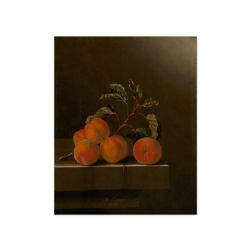 Adriaen Coorte - Still Life with Five Apricots - Compact / Full Bleed / No Frame