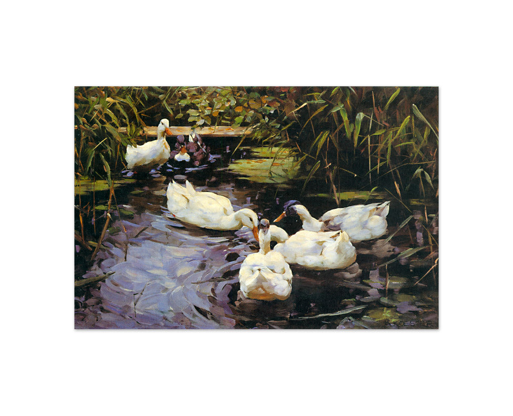 Alexander Koester - Ducks - Compact / Full Bleed / No Frame